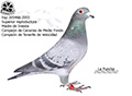 Imagen 13